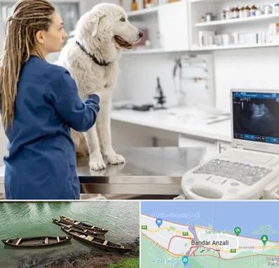 سونوگرافی سگ در بندر انزلی