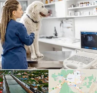 سونوگرافی سگ در مراغه