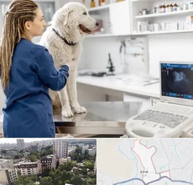 سونوگرافی سگ در اوین