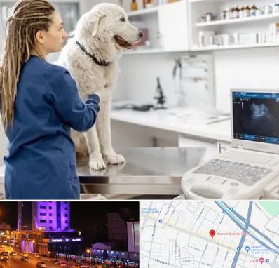 سونوگرافی سگ در آبرسان تبریز