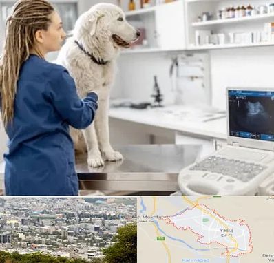 سونوگرافی سگ در یاسوج