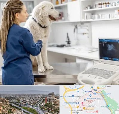 سونوگرافی سگ در معالی آباد شیراز