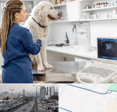 سونوگرافی سگ در بلوار ارتش