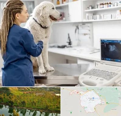 سونوگرافی سگ در بهبهان