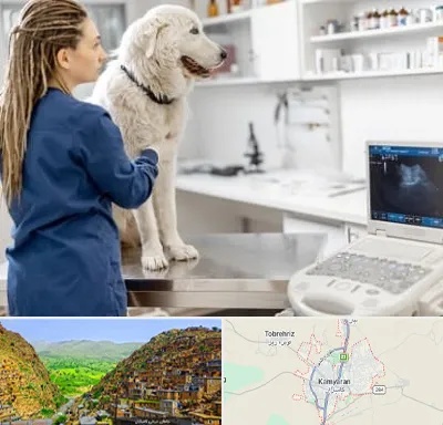 سونوگرافی سگ در کامیاران