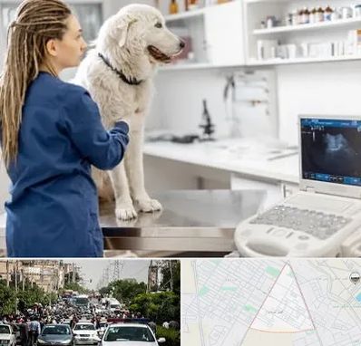 سونوگرافی سگ در سیدی مشهد