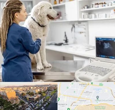 سونوگرافی سگ در تهرانپارس 