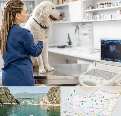 سونوگرافی سگ در ایلام