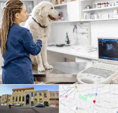 سونوگرافی سگ در زنبیل آباد قم