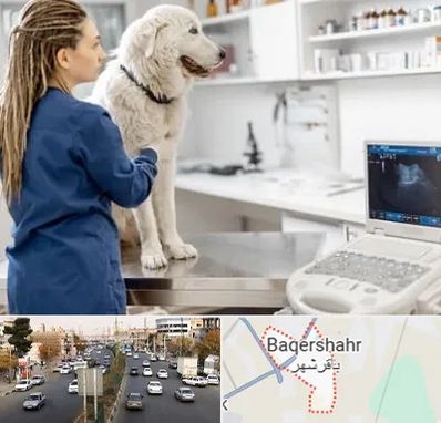 سونوگرافی سگ در باقرشهر