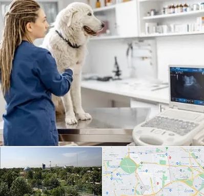 سونوگرافی سگ در منطقه 16 تهران 