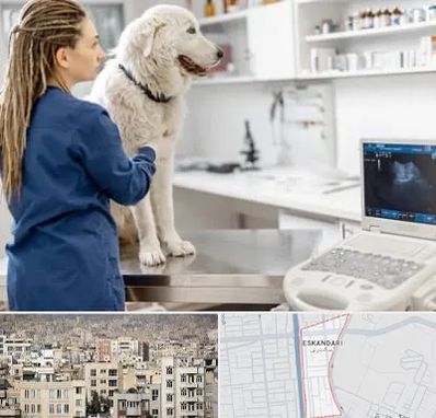 سونوگرافی سگ در اسکندری