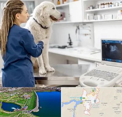 سونوگرافی سگ در مهاباد