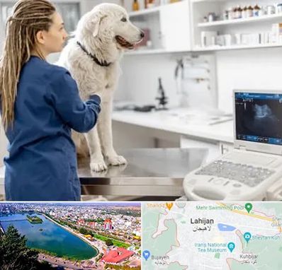 سونوگرافی سگ در لاهیجان