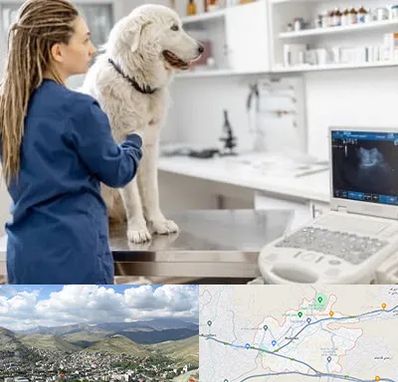 سونوگرافی سگ در رودهن