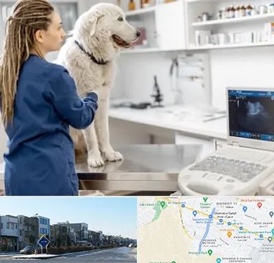 سونوگرافی سگ در شریعتی مشهد