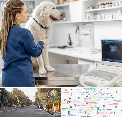 سونوگرافی سگ در شریعتی 