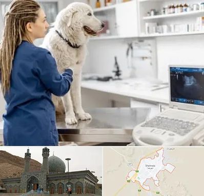 سونوگرافی سگ در شهرضا