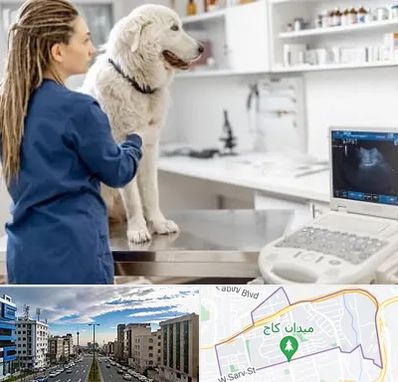 سونوگرافی سگ در سعادت آباد 