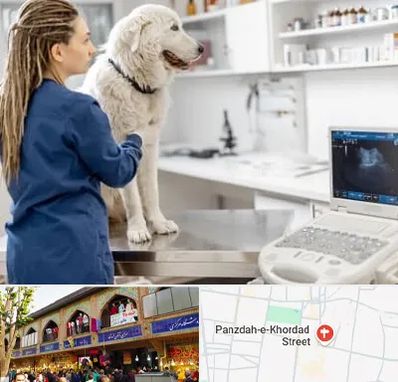 سونوگرافی سگ در 15 خرداد