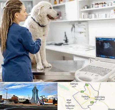 سونوگرافی سگ در تایباد