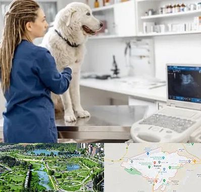 سونوگرافی سگ در بجنورد