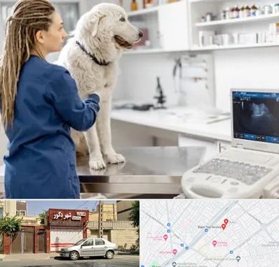 سونوگرافی سگ در باجک قم