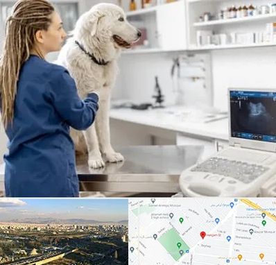 سونوگرافی سگ در هنگام 