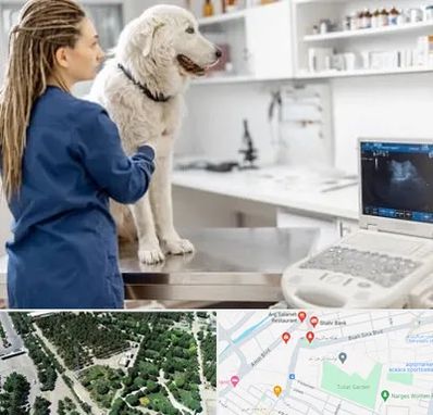 سونوگرافی سگ در سالاریه قم