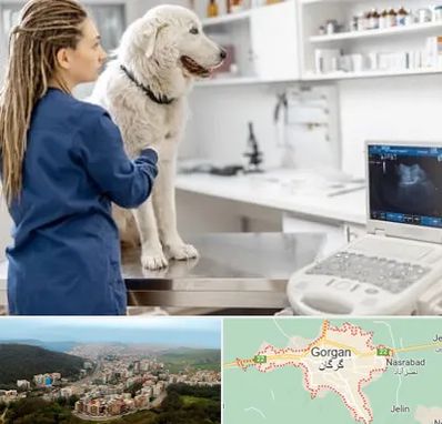 سونوگرافی سگ در گرگان