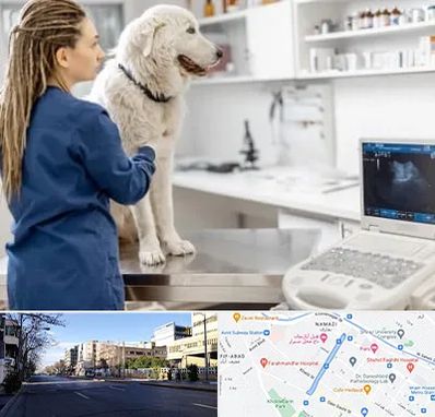 سونوگرافی سگ در خیابان ملاصدرا شیراز