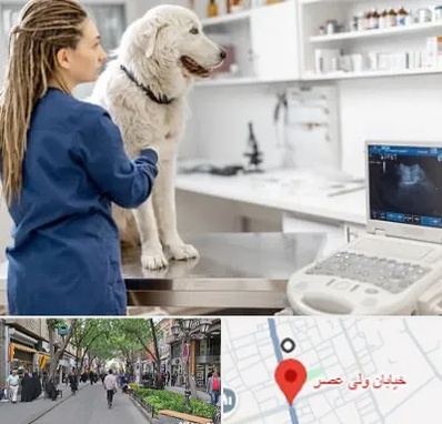 سونوگرافی سگ در ولیعصر شهریار