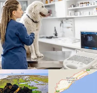 سونوگرافی سگ در بندرلنگه