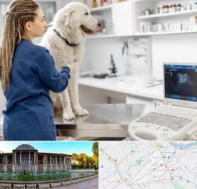 سونوگرافی سگ در عفیف آباد شیراز