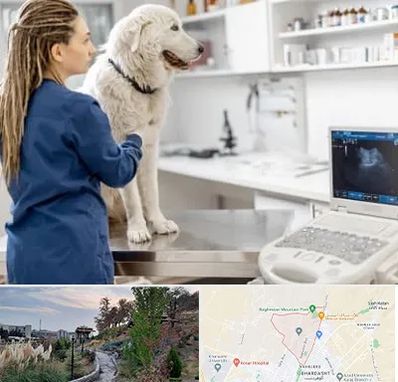 سونوگرافی سگ در باغستان کرج