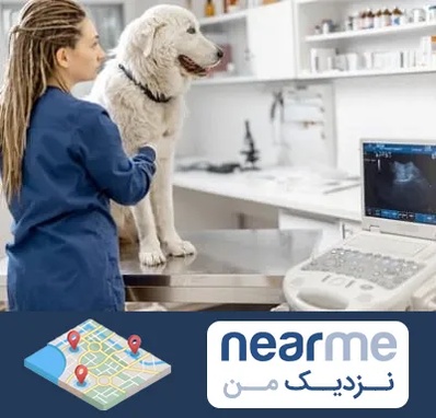 سونوگرافی سگ در نزدیک من