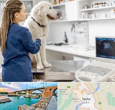 سونوگرافی سگ در دزفول