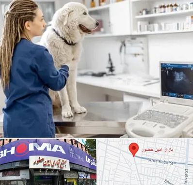 سونوگرافی سگ در امین حضور