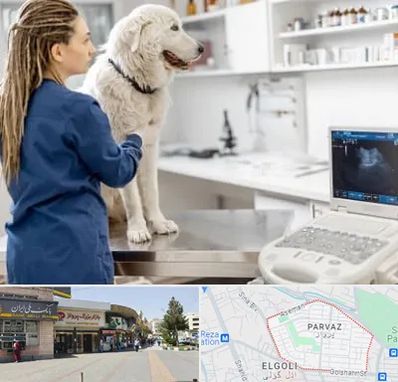 سونوگرافی سگ در پرواز تبریز