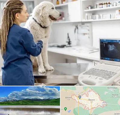 سونوگرافی سگ در مرند