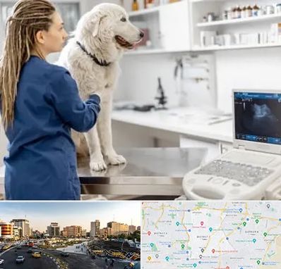 سونوگرافی سگ در منطقه 7 تهران 