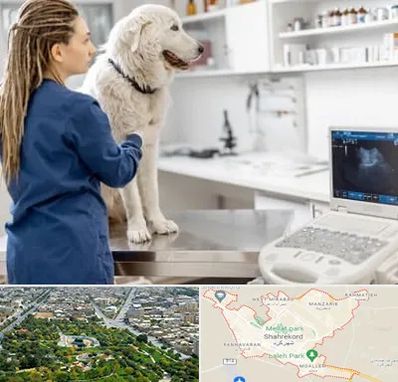 سونوگرافی سگ در شهرکرد