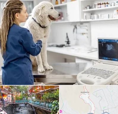 سونوگرافی سگ در درکه