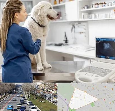 سونوگرافی سگ در احمدآباد مشهد