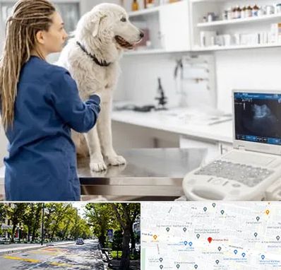 سونوگرافی سگ در میرداماد 