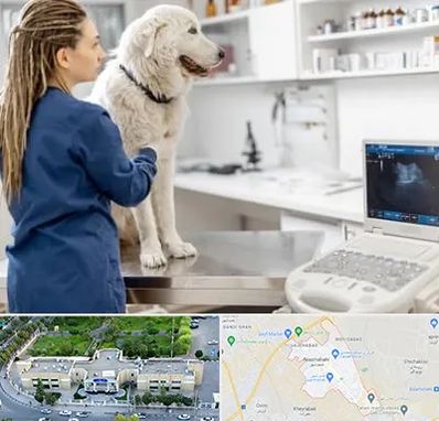 سونوگرافی سگ در نسیم شهر