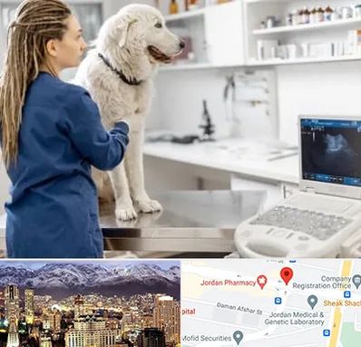 سونوگرافی سگ در جردن 