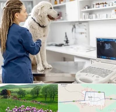 سونوگرافی سگ در سراب