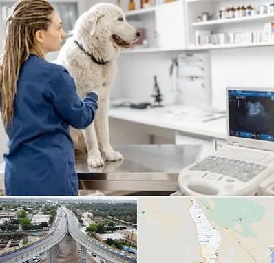 سونوگرافی سگ در اندیمشک