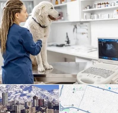 سونوگرافی سگ در ازگل